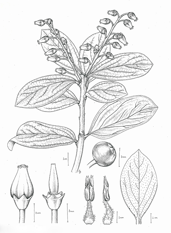 Vaccinium woodianum